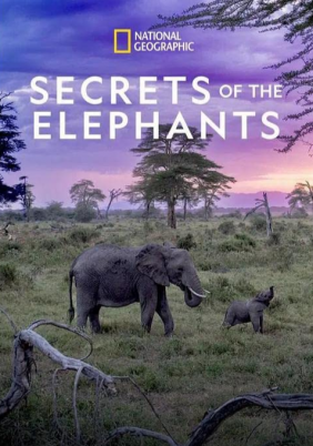 Secrets of the Elephants (2023)
