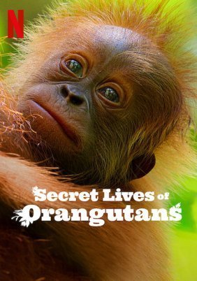 Secret Lives of Orangutans / Η Κρυφή Ζωή των Ουρακοτάγκων (2024)